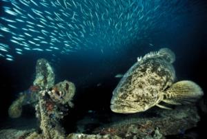 Goliath Grouper