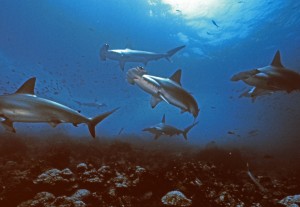 hammerheads